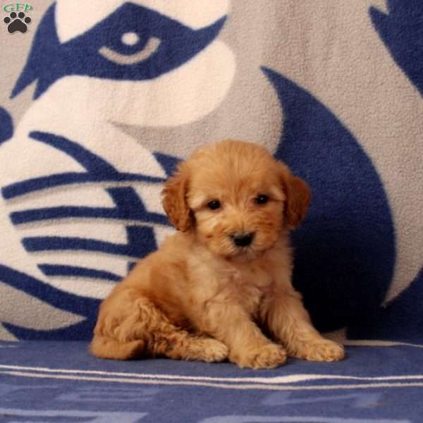 Ugene, Mini Goldendoodle Puppy